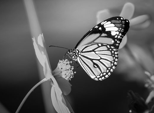 高速云端下载的ddos攻击测试